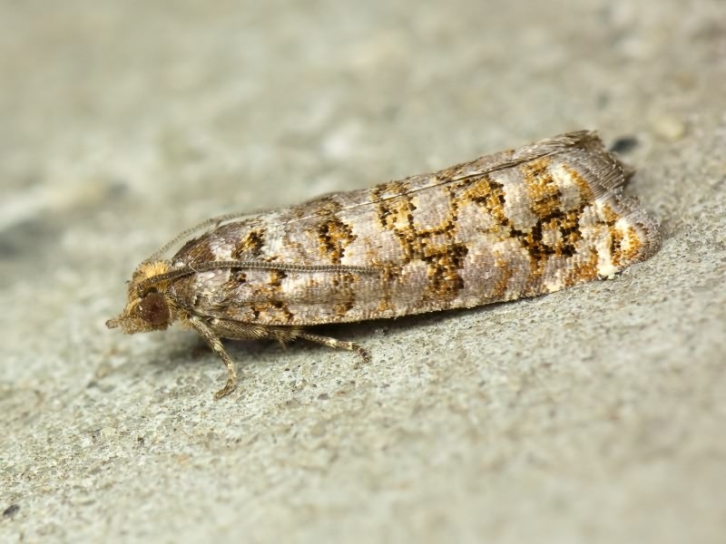 Gravitarmata margarotana